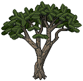 Accacia Tree