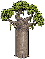 Baobab Tree