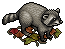 Raccoon