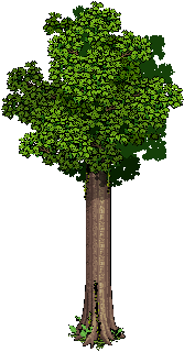 Tall tree