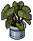 Potted Peace-Lily Plant