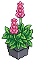 Delphinium Plant