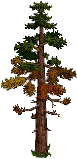 Autumnal Cedar Tree