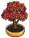 Maple Bonsai Tree