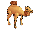 Alice the Camel