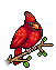 Cardinal