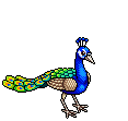 Peacock