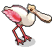 Spoonbill