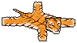 Tiger Rug