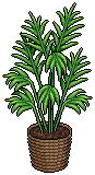 Gorgeous Fan Palm
