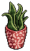 Potted Snake Plant