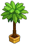 Palm Tree