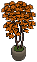 Ochre House Plant