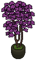 Violet House Plant