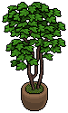 Emerald House Plant