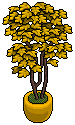 Gold House Plant