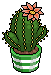 Scarlet Crown Cactus