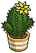 Lemon Crown Cactus