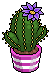 Indigo Crown Cactus