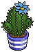 Aquamarine Crown Cactus