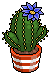 Azure Crown Cactus