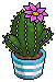 Fuschia Crown Cactus