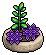 Purple Succulent Plant
