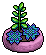 Blue Succulent Plant