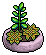 Limey Succulent Plant
