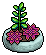 Pink Succulent Plant