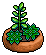 Green Succulent Plant