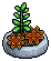Orange Succulent Plant