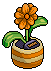 Ochre Daisy