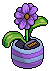 Lilac Daisy