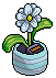 Sky White Daisy