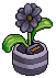 Charcoal Daisy