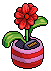 Scarlet Daisy