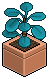 Blue Money Plant
