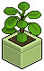 Lime Money Plant