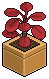 Scarlet Money Plant