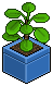 Magic Money Plant