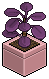Purple Money Plant