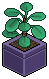 Green Money Plant
