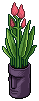 Pink Easter Island Plant