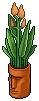 Orange Easter Island Plant