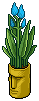 Blue Easter Island Plant