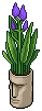 Purple Easter Island Plant