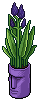 Violet Easter Island Plant
