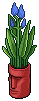 Azure Easter Island Plant