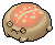 Coral Desert Rain Frog